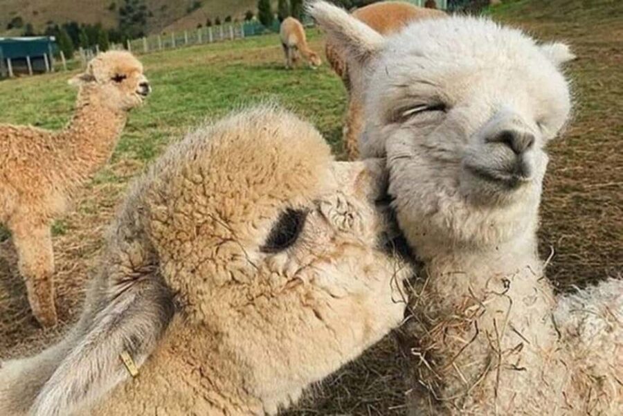 Alpaca Private Tour with guide - Value and Price