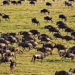 Amazing 8-Days Tour Tarangire & Serengeti Tanzania Safari - What’s Included & What to Expect