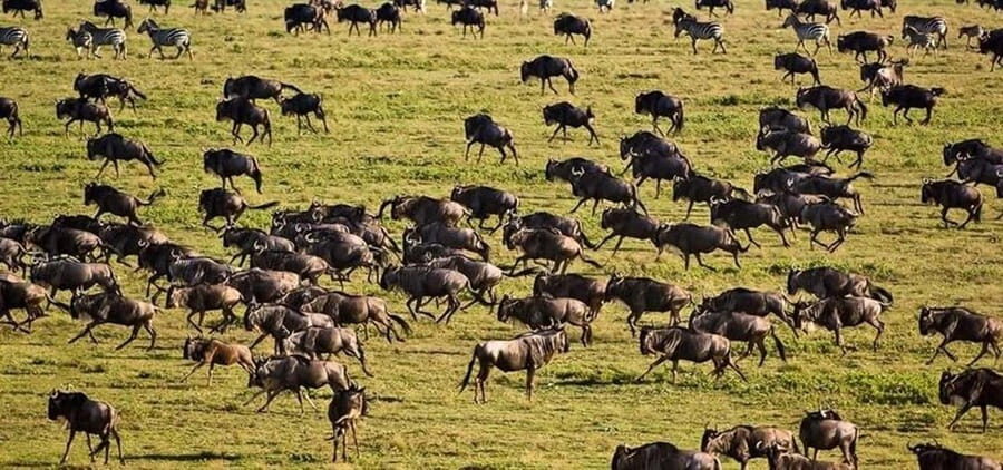Amazing 8-Days Tour Tarangire & Serengeti Tanzania Safari - What’s Included & What to Expect