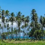 Amazing attractions of Tahiti charming island  Private half day circle tour - Why This Tour Works Well for Travelers