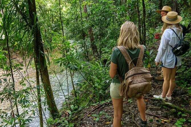 Amazing Daintree Rainforest Tour Waterfall Hike, Lunch, Swim & Crocodile Cruise - FAQ