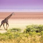 AMAZING SAFARI TOUR VIA LAKE MANYARA NATIONAL PARK - What’s Included & What to Consider