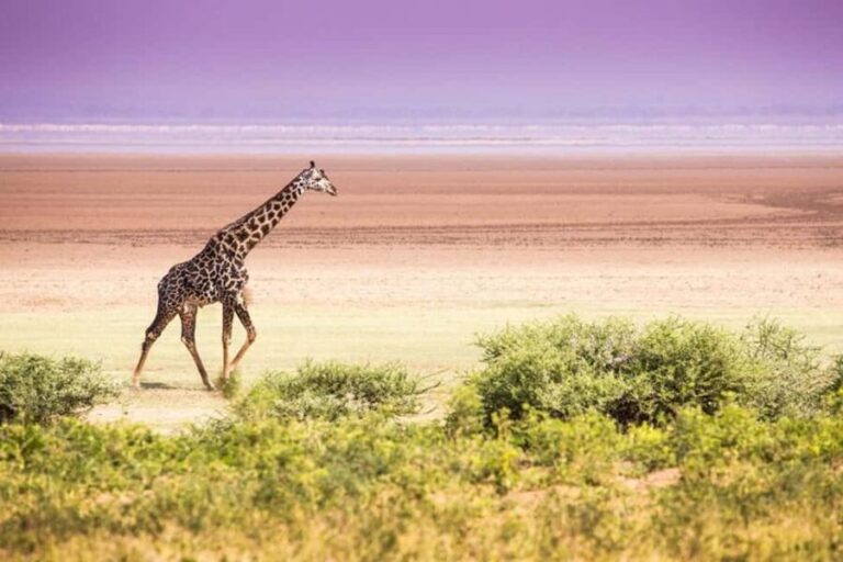 AMAZING SAFARI TOUR VIA LAKE MANYARA NATIONAL PARK - What’s Included & What to Consider