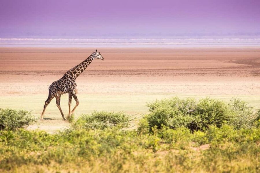 AMAZING SAFARI TOUR VIA LAKE MANYARA NATIONAL PARK - What’s Included & What to Consider