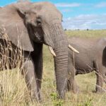 Amboseli; 2 days safari to Amboseli park from Nairobi. - The Itinerary in Detail