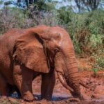 AMBOSELI: 3 DAYS AMBOSELI BUDGET GROUP JOINING SAFARI - The Itinerary Breakdown