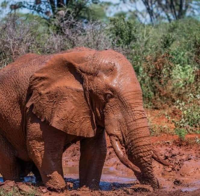 AMBOSELI: 3 DAYS AMBOSELI BUDGET GROUP JOINING SAFARI - The Itinerary Breakdown