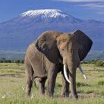 Amboseli: Day Tour by 4WD (Includes WiFi and Picnic Lunch) - What’s Included and What to Consider