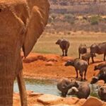 Amboseli: Day Trip in a 4X4 (WiFi & Picnic Lunch Included) - Starting the Journey from Nairobi