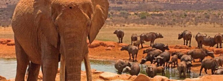 Amboseli: Day Trip in a 4X4 (WiFi & Picnic Lunch Included) - Starting the Journey from Nairobi