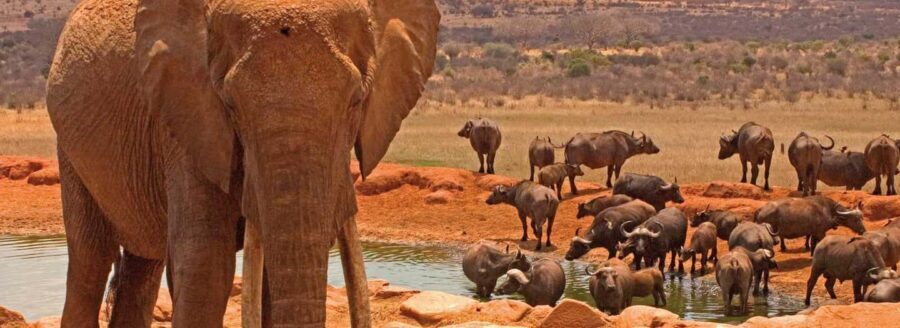 Amboseli: Day Trip in a 4X4 (WiFi & Picnic Lunch Included) - Starting the Journey from Nairobi