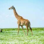 Amboseli Day Trip Tour With Maasai Village Visit - Breathtaking Views of Mount Kilimanjaro