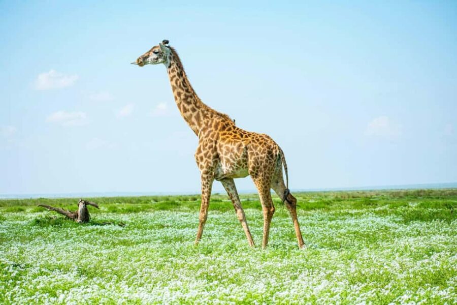 Amboseli Day Trip Tour With Maasai Village Visit - Breathtaking Views of Mount Kilimanjaro