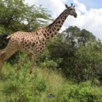 Amboseli National Park: 2-Day 1 Night Safari - Detailed Breakdown of the Itinerary