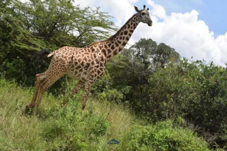 Amboseli National Park: 2-Day 1 Night Safari - Detailed Breakdown of the Itinerary