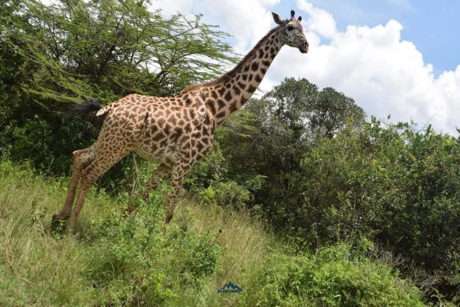 Amboseli National Park: 2-Day 1 Night Safari - Detailed Breakdown of the Itinerary