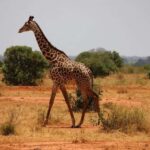 Amboseli National Park Day Safari From Nairobi With Lunch - The Value of the Tour