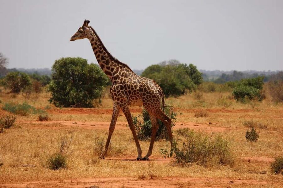 Amboseli National Park Day Safari From Nairobi With Lunch - The Value of the Tour