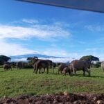 Amboseli national park day tour - What’s Included and What to Budget For