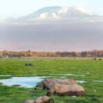 Amboseli National Park Day Trip and Maasai Village Visit - Wildlife Viewing: What You Can Expect