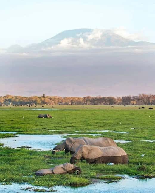 Amboseli National Park Day Trip and Maasai Village Visit - Wildlife Viewing: What You Can Expect