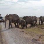 Amboseli National Park Day Trip from Nairobi - Practical Considerations