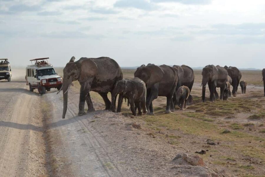 Amboseli National Park Day Trip from Nairobi - Practical Considerations