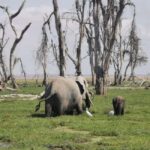Amboseli National Park: Guided Full Day Tour - The Iconic View of Mount Kilimanjaro