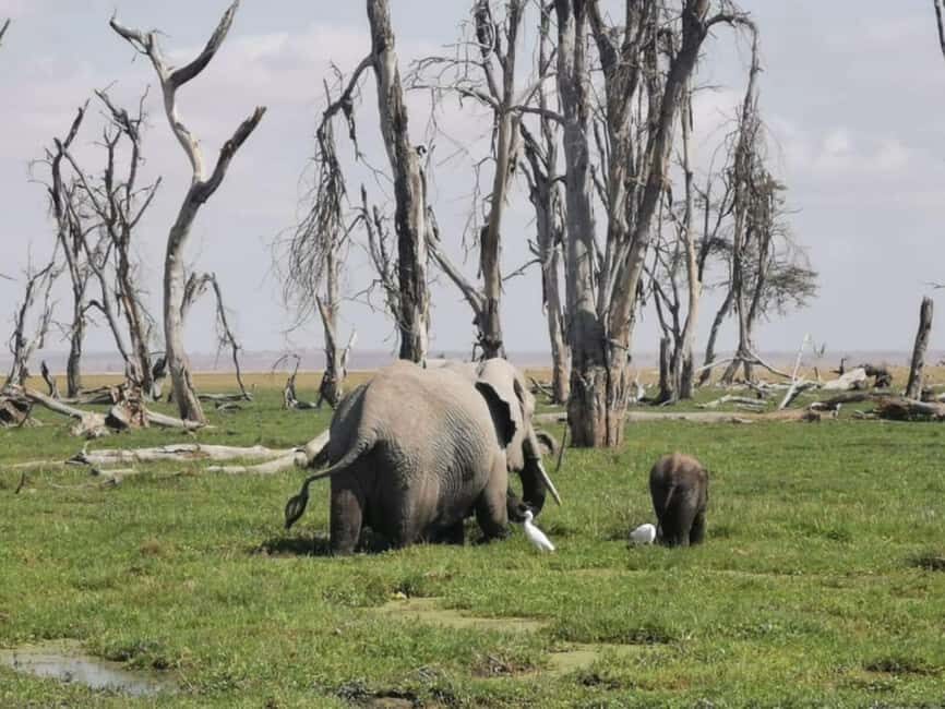 Amboseli National Park: Guided Full Day Tour - The Iconic View of Mount Kilimanjaro