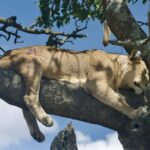 Amboseli National Park: Safari with Accommodation - Why This Safari Offers Good Value