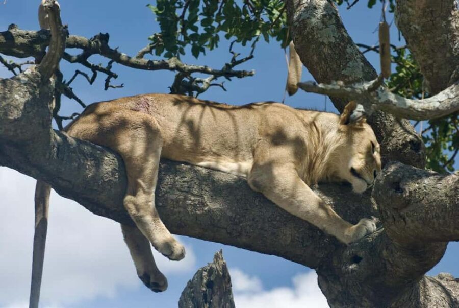 Amboseli National Park: Safari with Accommodation - Why This Safari Offers Good Value