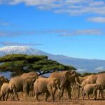 Amboseli Safari Escape: 3-Day Luxury Adventures - What Sets This Tour Apart