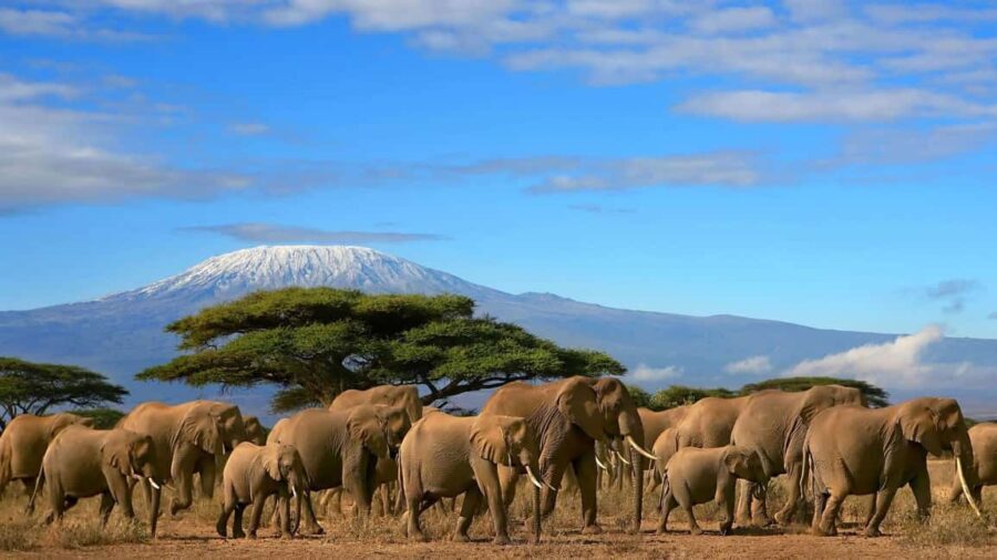 Amboseli Safari Escape: 3-Day Luxury Adventures - What Sets This Tour Apart