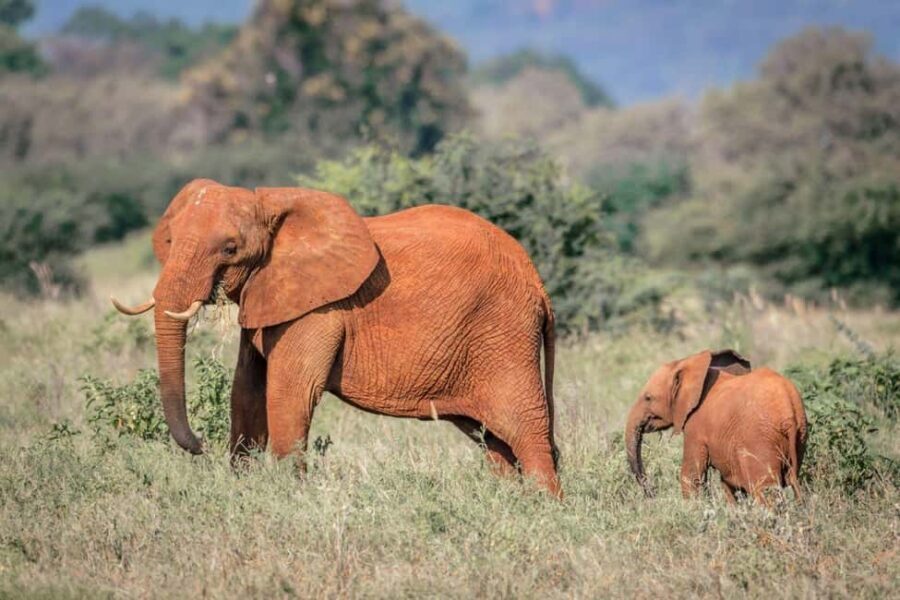 Amboseli, Tsavo East, Tsavo West & Sanctuary Safari - Practical Details and What to Expect