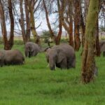 Amboseli Wildlife Day Tour and Masai Village Visit - The Value of This Tour