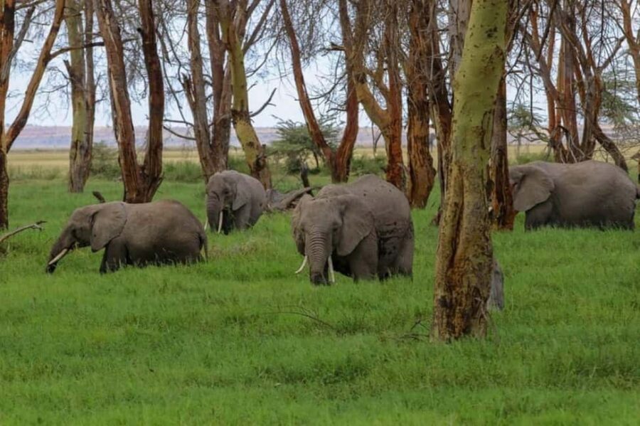 Amboseli Wildlife Day Tour and Masai Village Visit - The Value of This Tour