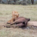 Amboseli Wildlife Day Tour and Masai Village Visits - What’s Included & What’s Not