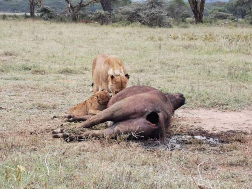 Amboseli Wildlife Day Tour and Masai Village Visits - What’s Included & What’s Not