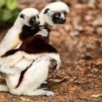 Andasibe Lemur Experience 4 Days/3 Nights (Comfort). - Practical Considerations