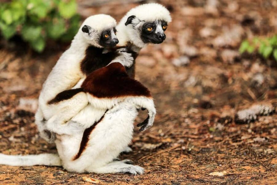 Andasibe Lemur Experience 4 Days/3 Nights (Comfort). - Practical Considerations