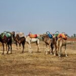 Anima Garden And Camel ride Half Day Tour From Marrakech - The Practicalities: What’s Included and What to Know