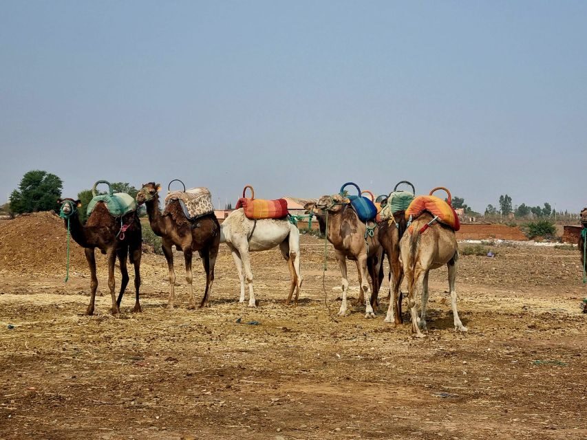 Anima Garden And Camel ride Half Day Tour From Marrakech - The Practicalities: What’s Included and What to Know