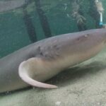 Anna Bay: Irukandji Entry Pass with Reef Shark Encounter - Why This Tour Works Well