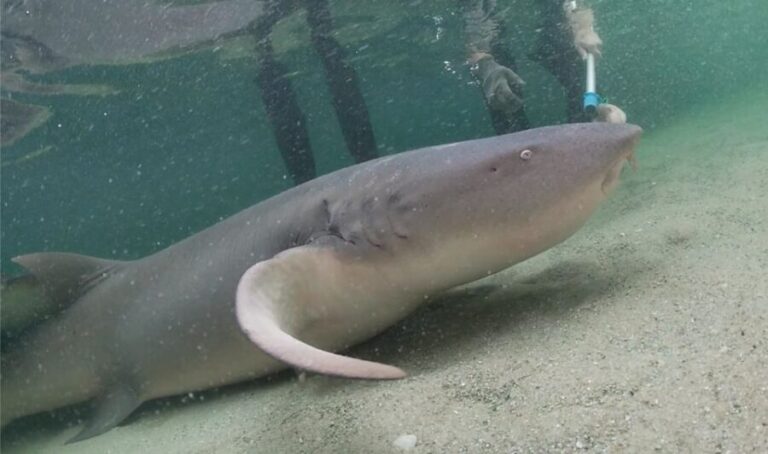 Anna Bay: Irukandji Entry Pass with Reef Shark Encounter - Why This Tour Works Well