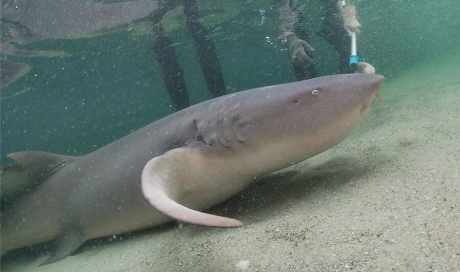 Anna Bay: Irukandji Entry Pass with Reef Shark Encounter - Why This Tour Works Well