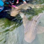 Anna Bay: Irukandji Entry Pass with Zebra Shark Encounter - Why This Tour Stands Out