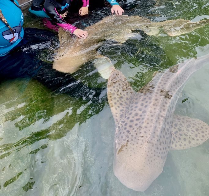 Anna Bay: Irukandji Entry Pass with Zebra Shark Encounter - Why This Tour Stands Out