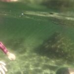 Anna Bay: Irukandji Entry with Zebra Shark Snorkel - The Itinerary: What to Expect