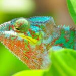Antananarivo: 2-Days tour to Andasibe National Park - Pros and Cons