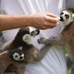 Antananarivo: Baobab Avenue & Kirindy Tours 4 Days/3 Nights - Why This Tour Offers Great Value